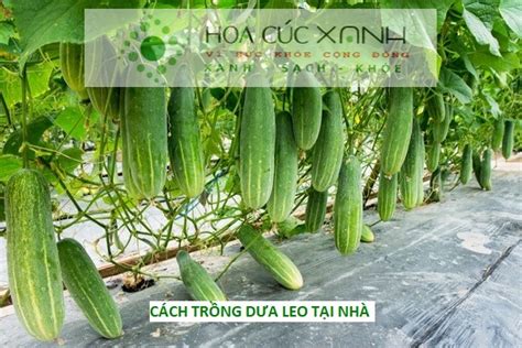 dua leo tr 18+|Đã Chuyển Miền Sang Dualeotruyen.net.